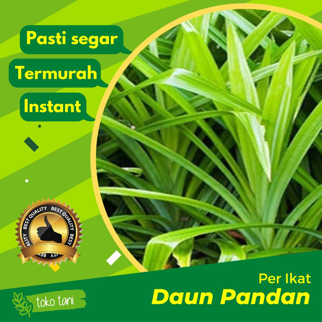 

Daun Pandan Per Ikat