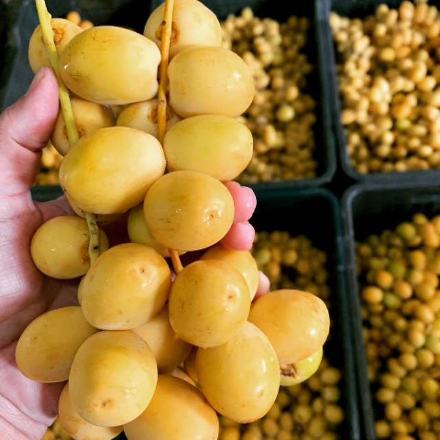 

Kurma