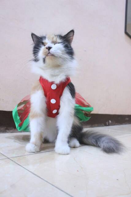 Dress tile untuk kucing dan anjing edisi natal 2019 / baju kucing murah size S-XL