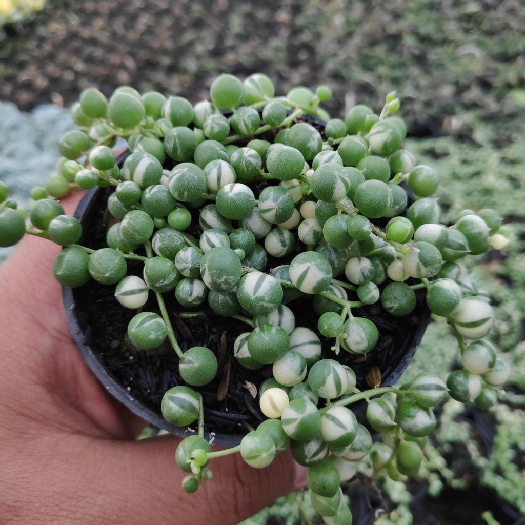 Kaktus Sukulen 210 Curio Rowleyanus Variegated 