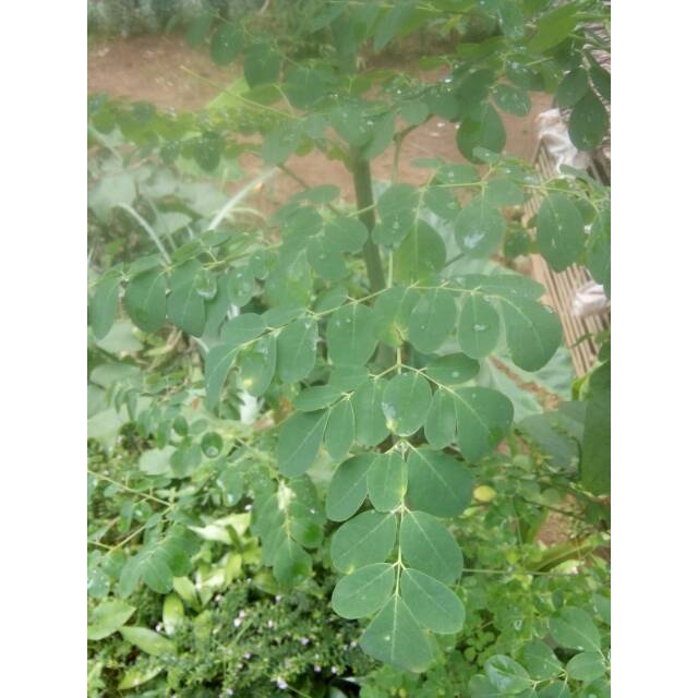 

DAUN KELOR 250 gr