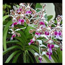 Anggrek vanda tricolor