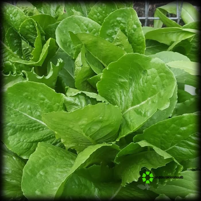 75 Butir Benih Selada Green Romaine Repacking (Known You)
