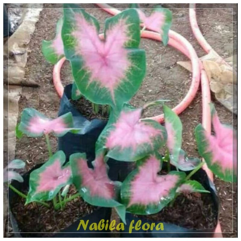 Tanaman hias keladi pink - keladi pink - caladium murah