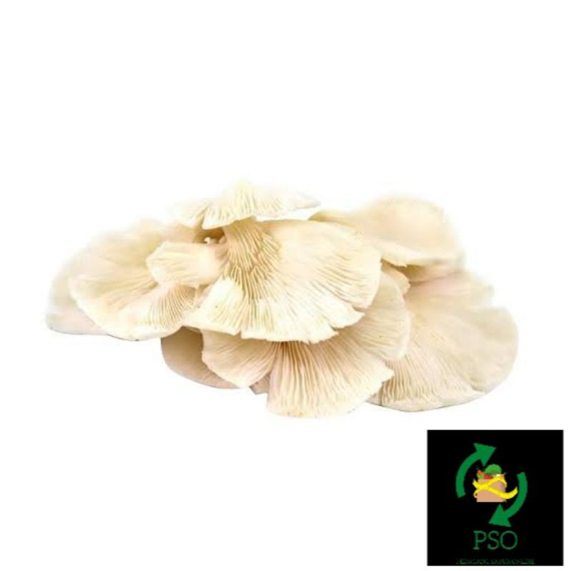 

JAMUR TIRAM/250GR