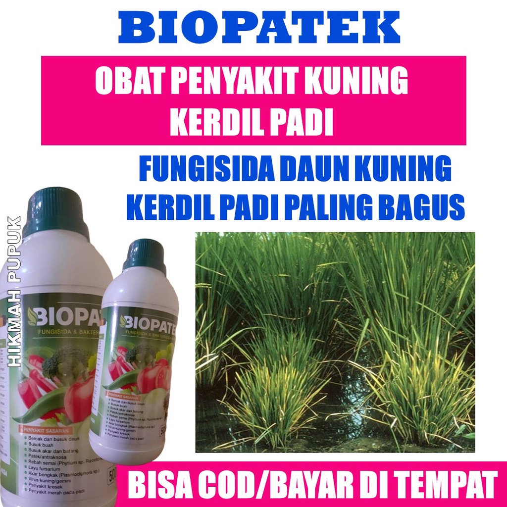(LANGSUNG KIRIM) BIOPATEK Atasi Kerdil Rumput Hampa Padi, Pupuk Padi Manjur Atasi Padi Pendek Hampa 