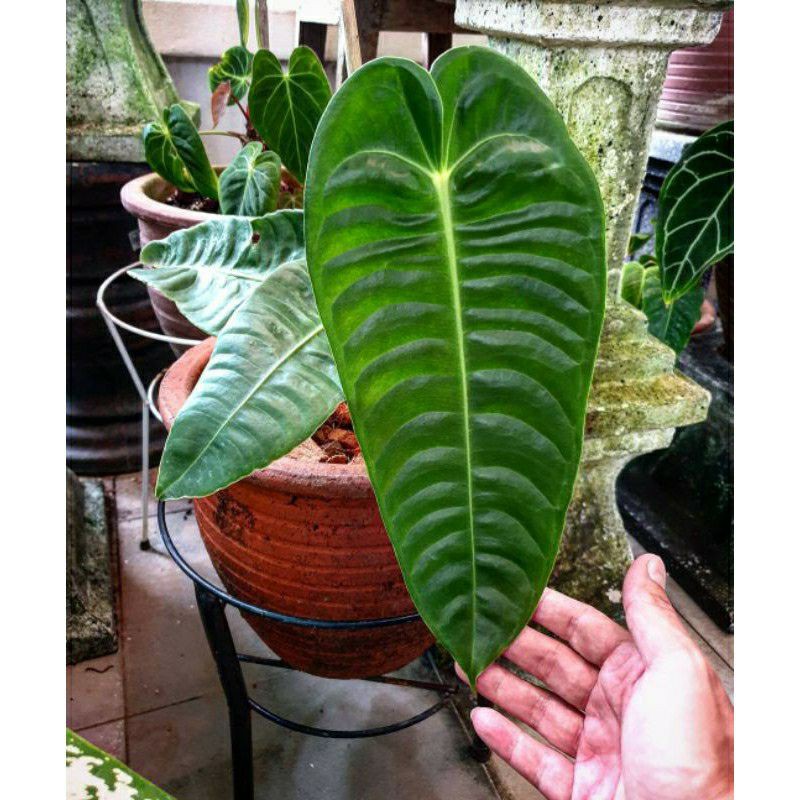(cod) anthurium veitchii original bongol