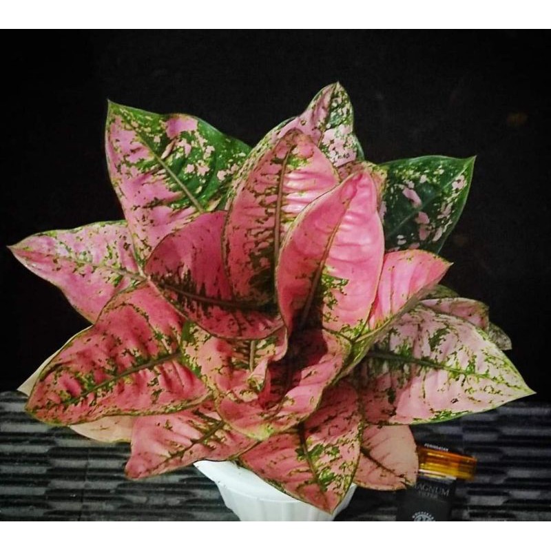 bibit bunga Aglonema ruby kura/ruby fanta