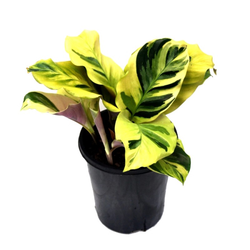 Tanaman Daun Calathea Yellow Fussion kalatea tissue kuning bergaransi