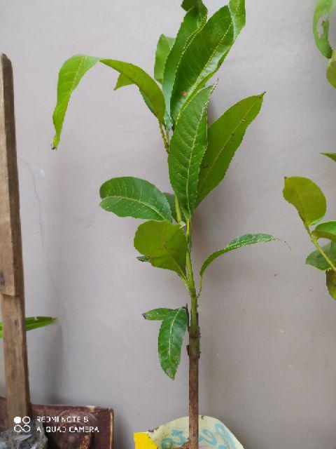 Bibit Buah Mangga Chokanan