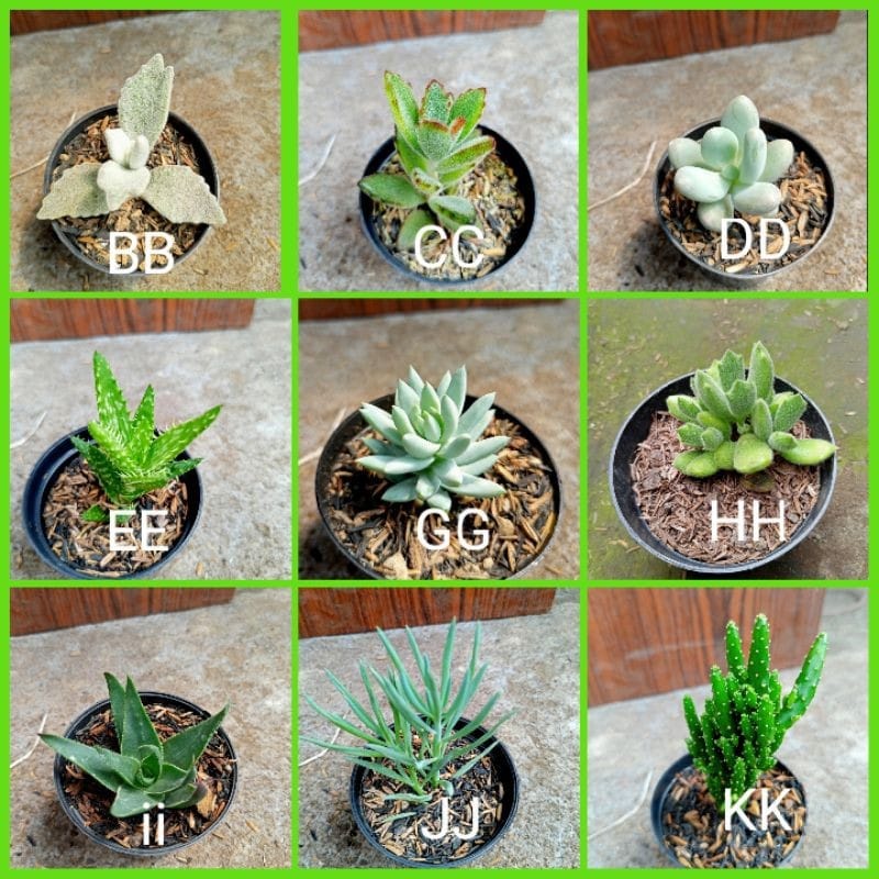 Tanaman Hias Kaktus Sukulen/Succulent Ukuran Mini Okulasi