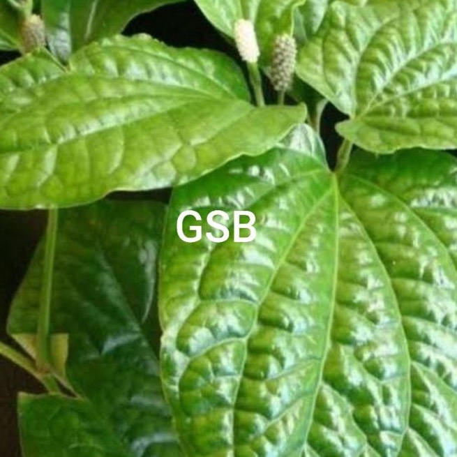 

Jual daun karuk segar 250 gram