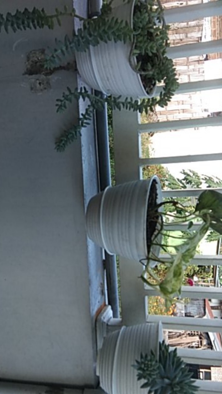 Produsen Gantungan Pot Pagar Gantungan Besi, Ring Cantol Pagar D12