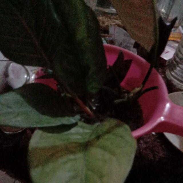 Pohon Aglonema Rotundum 4-5 Batang Daun