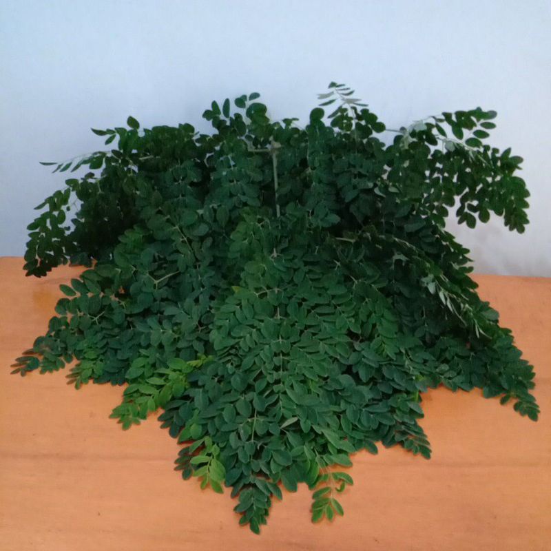 

Daun kelor segar 500 gram atau Moringae Folium UNTUK KOLESTEROL, DIABETES, SAKIT NON MEDIS DLN