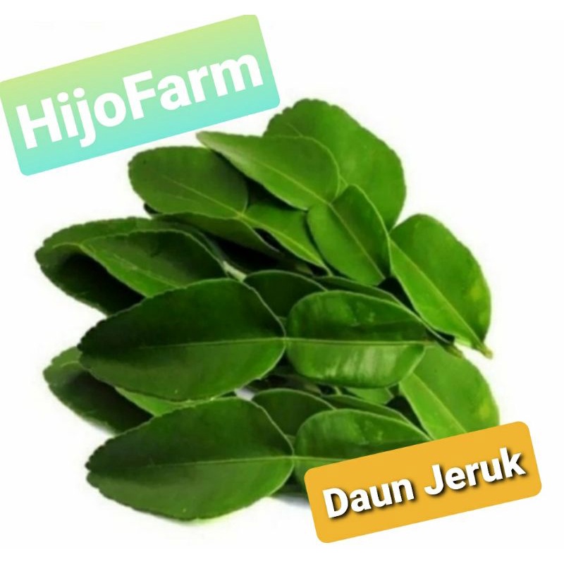 

Daun Jeruk Purut 100 Gr
