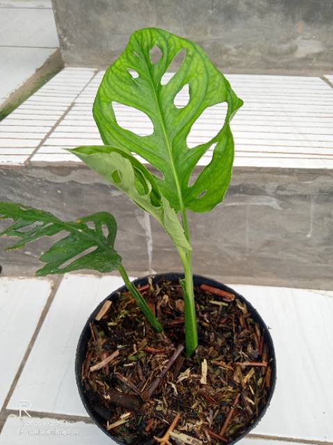 Monstera Acuminata Shopee Indonesia