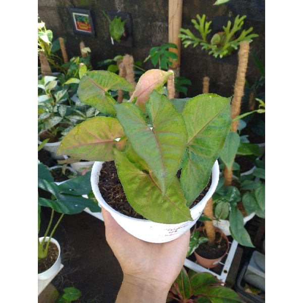 Syngonium Maria Allusion Mutasi