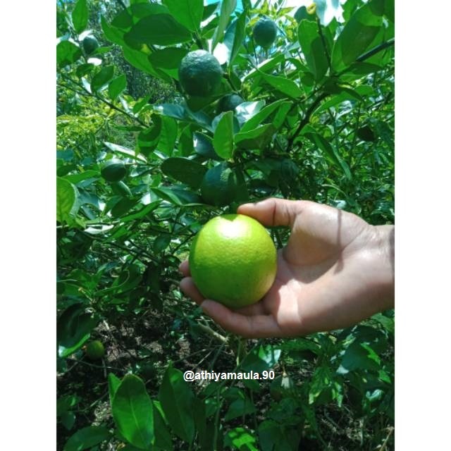 

Jeruk Lemon California- Fresh Baru petik-Jeruk Organik - Diet Detox -1kg( isi 5-9)