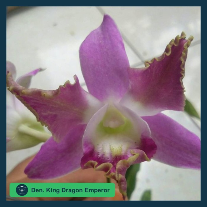 DendroBium King Dragon Emperor Dewasa / Spike