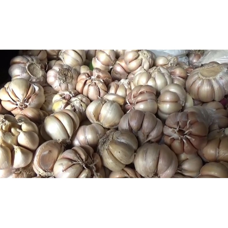 

Bawang Putih Honan 1kg / Bawang Putih Sinco 500gram / Bawang Putih 250gram / Bawang Putih Bersih