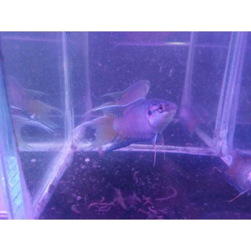 ikan cupang paradise perpasang