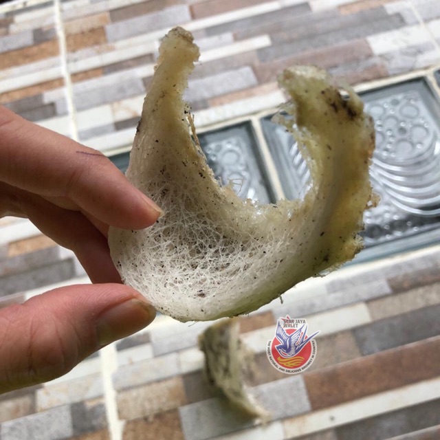 

Sarang Burung Walet Kotor Asli Alami / natural bird nest