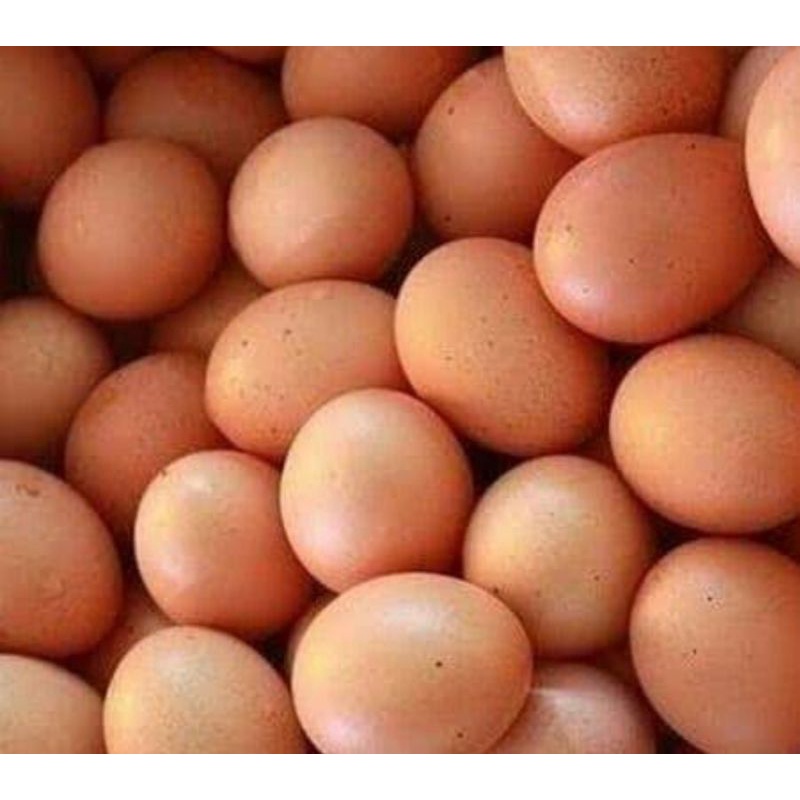 

Telor Telur Ayam isi 10 Bogor
