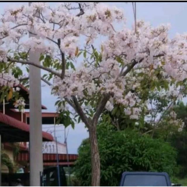 Tanaman hias tabebuya bunga pink tinggi tinngi 1 meter