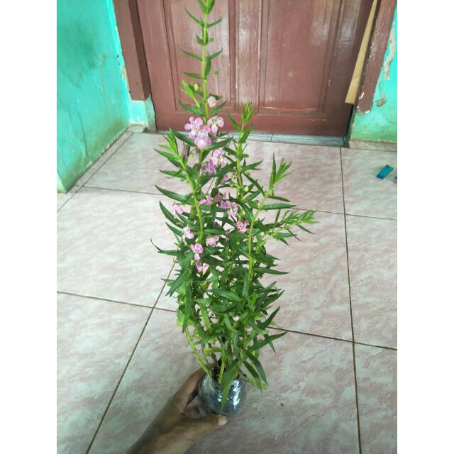 Pohon bunga lavender - Tanaman lavender pengusir nyamuk