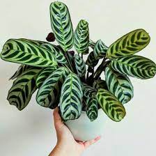 PROMO!! Tanaman Hias Calathea Stromata -  kalatea sepat - burlmaxii - BAKUL KEMBANG