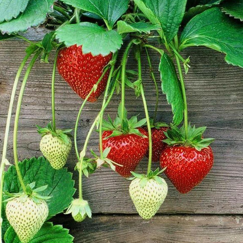 Jual Bibit Buah Strawberry Earlybrite Import *_@