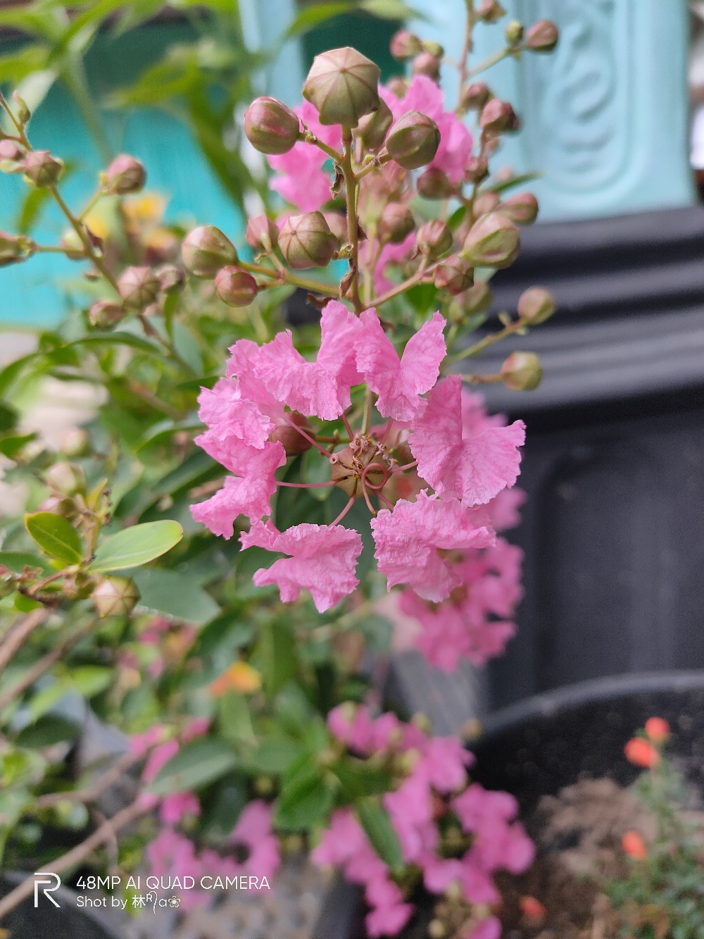 Tanaman Bunga Sakura Lokal Pink