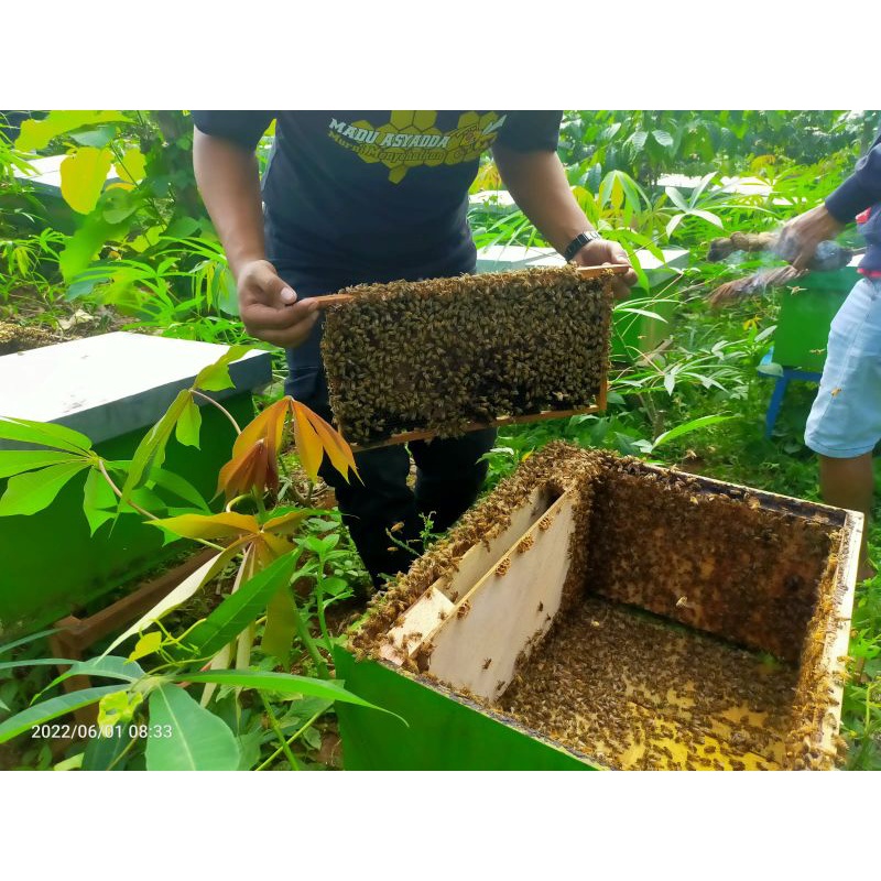 

Madu Murni Asli Peras Raw Honey 1 kg Multiflora/Randu/Mangga/kopi/Hutan liar/klanceng/Hitam/kayu putih/Sumbawa/Madu Sarang