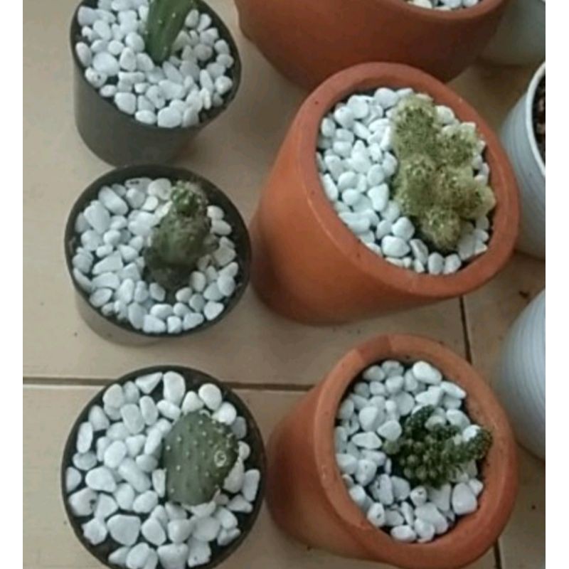 BATU PUTIH SALJU HIAS AQUARIUM, BATU HIAS KAKTUS, BATU TAMAN SNOW WHITE 200 gram