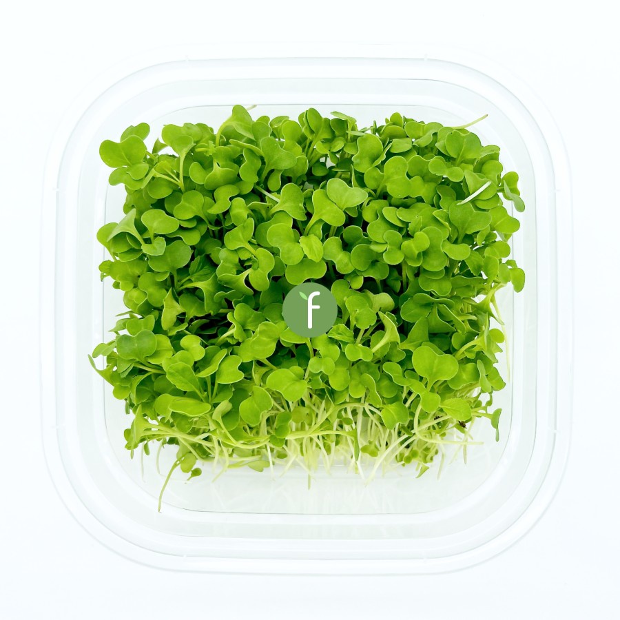 

Sayur Moster Mikro | Mustard Fresh Microgreens