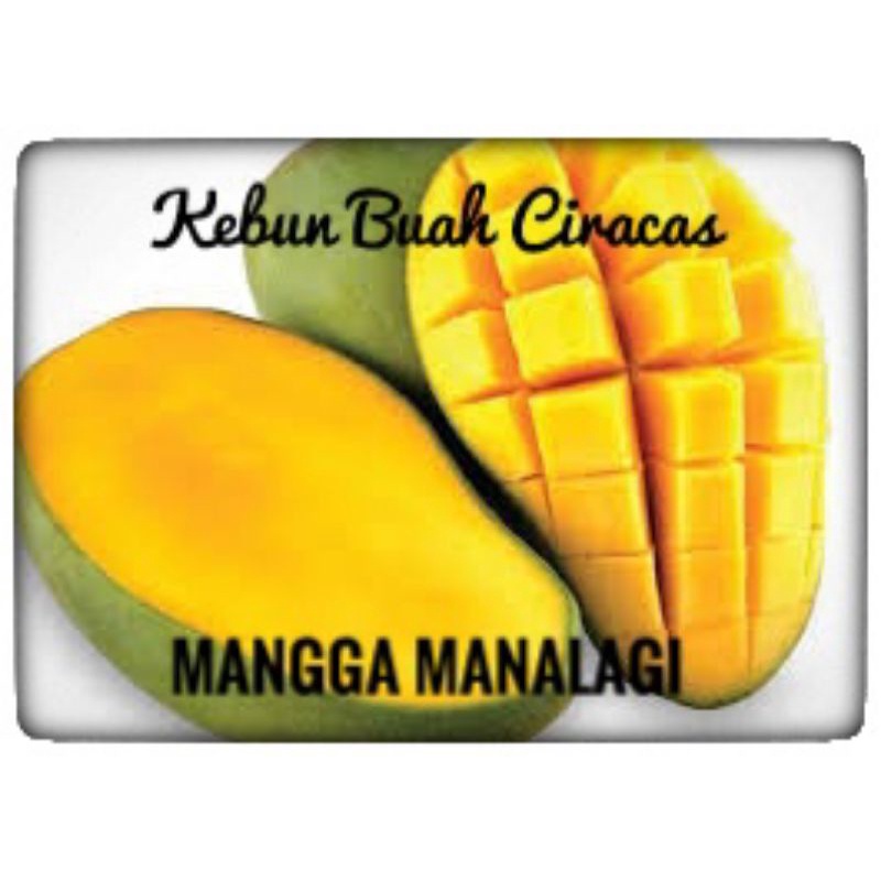 

Buah Mangga Manalagi 1 kg