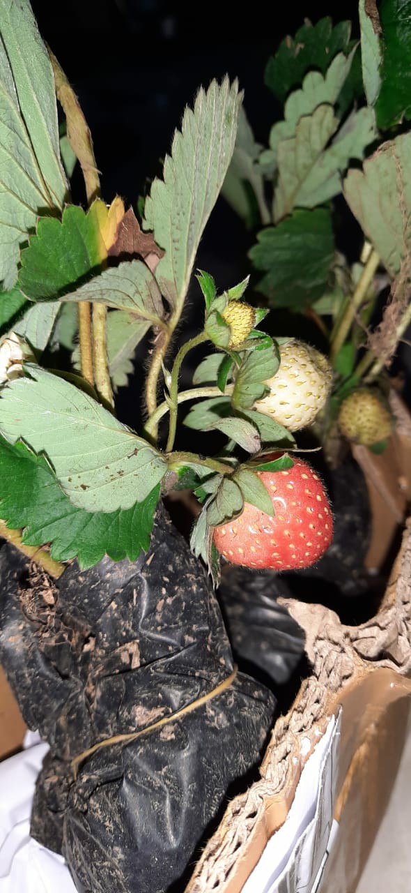 Tanaman Buah Strawberry Jumbo California Cod