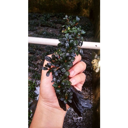 Bucephalandra mini phantom media kayu clump rakitan