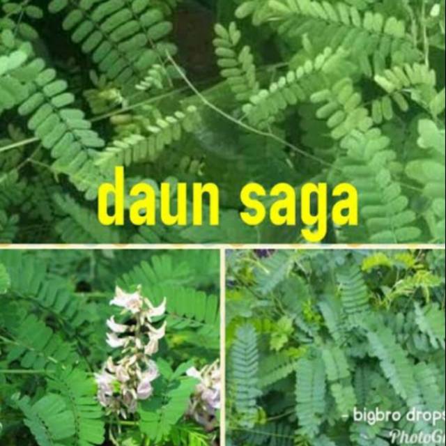 Tanaman Herbal Daun Saga Obat Batuk Dan Sariawan Daun Saga Herbal Pohon Saga Shopee Indonesia