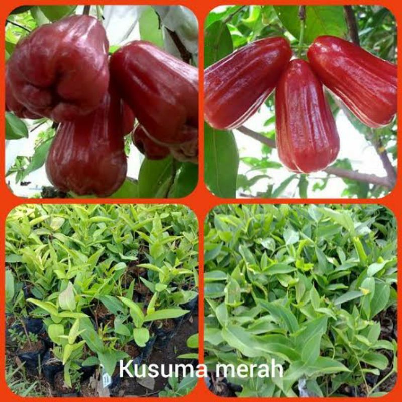 Cuci Gudang Termurah Promo Jambu Air Bol Okulasi Recomended Terbaru R8BWXNBCXAJNWdn