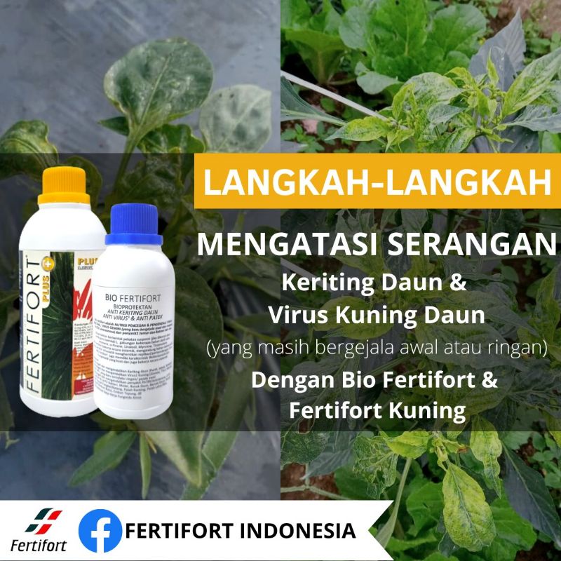 PAKET PUPUK ORGANIK CAIR FERTIFORT DAN BIO FERTIFORT BIOPROTEKTAN ANTIVIRUS PATEK LAYU 500mL