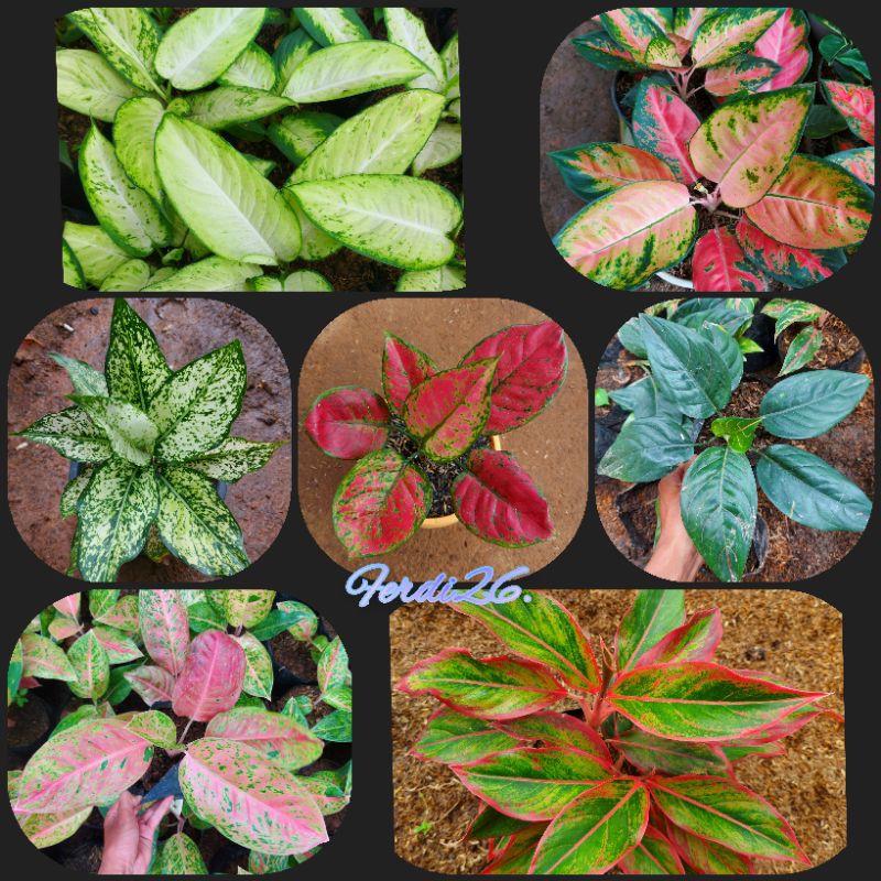 Paket Aglaonema 7 Jenis Aglaonema Lokal