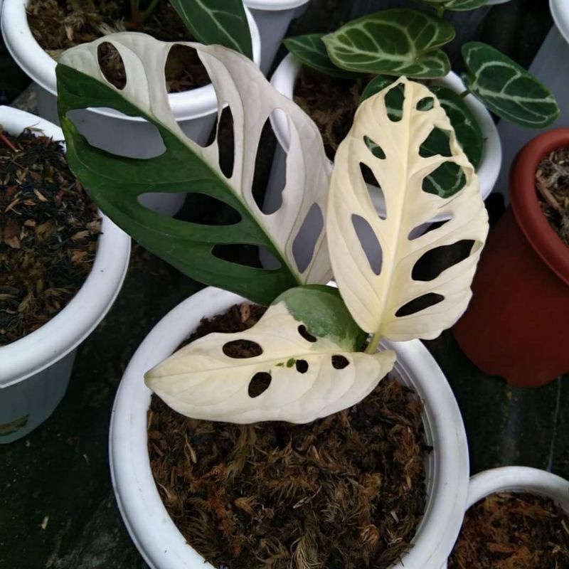 BUKAN BONGGOL tanaman hias monstera janda bolong varigata jepang janda bolong