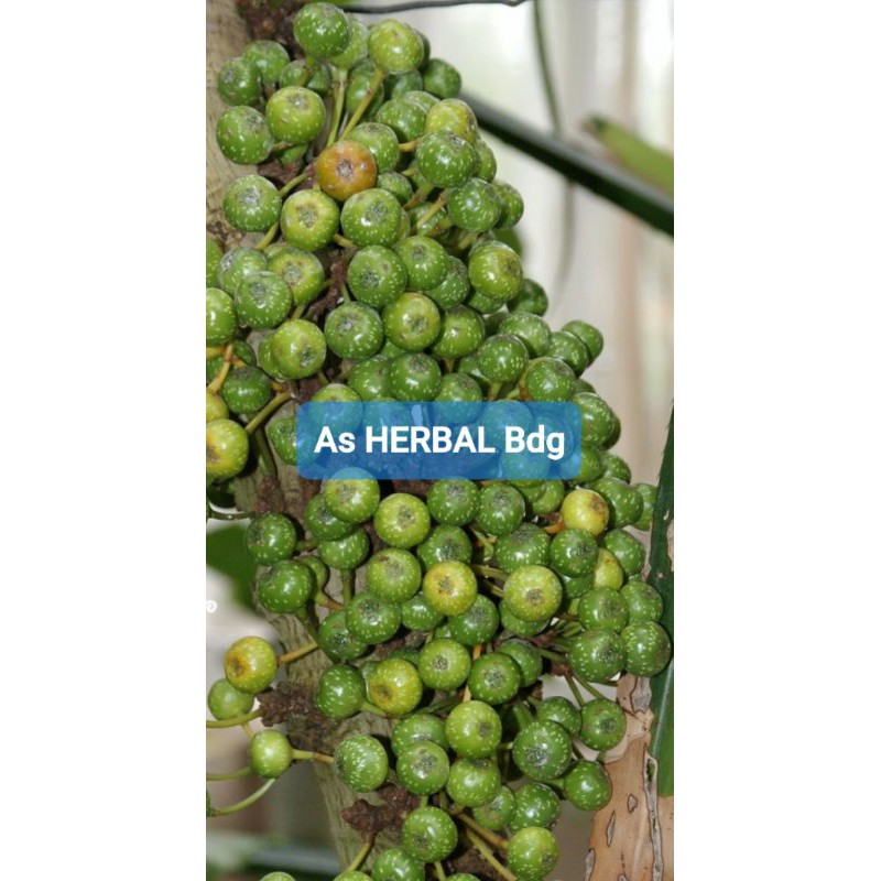 

Buah Loa Segar Ficus Racemosa 1 Kg