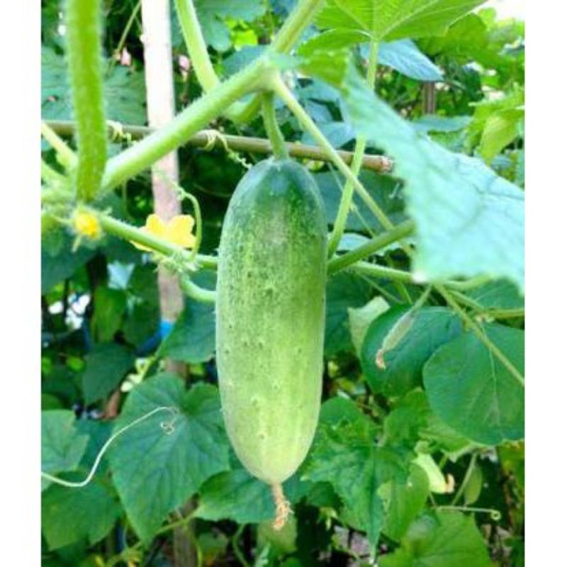 5 Biji Benih Timun Baby Benih Biji Sayuran Timun Baby