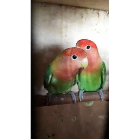 lovebird nk sepasang dewasa