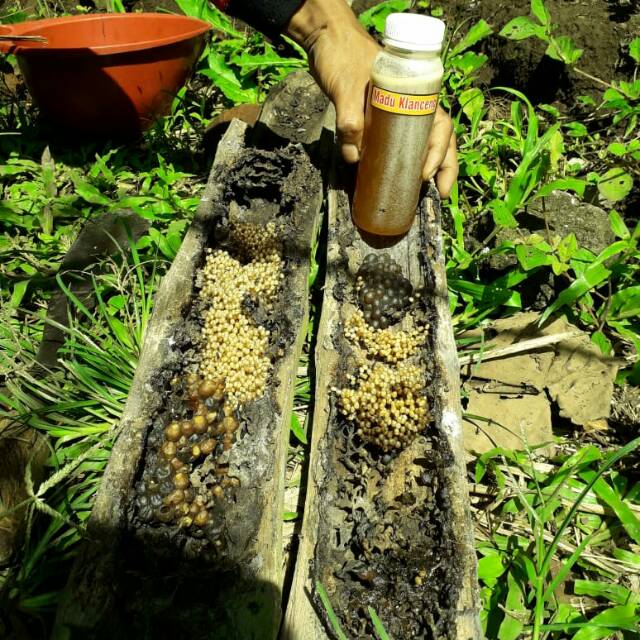 

Madu kelanceng asli murni ternak petani madu 200gram