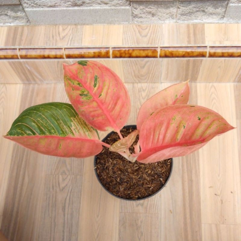 tanaman hias Aglonema Romantik love(RL)