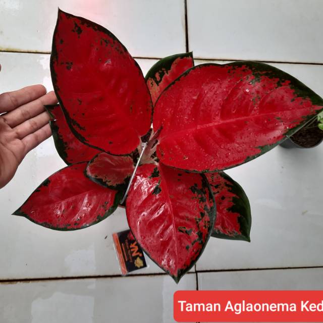 [BISA COD] SUKSOM JAIPONG INDUKAN STANG PANJANG ( Tanaman Hias /Aglaonema /Aglonema)